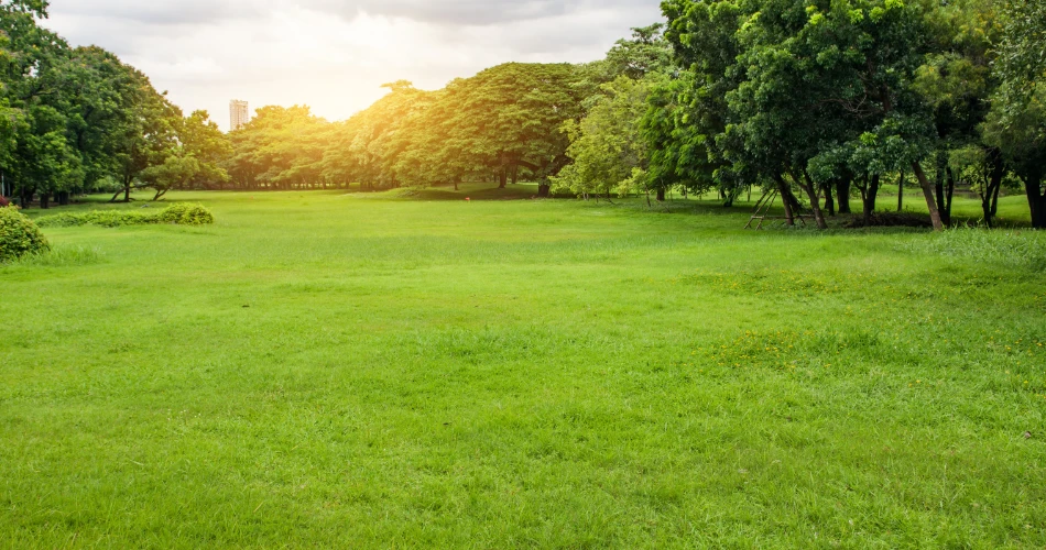 Mishref Guide: Suburban Comfort with a Touch of Green